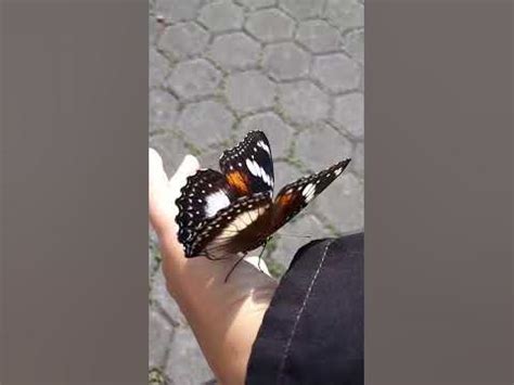 tangan dihinggapi kupu kupu  Secara filosofis, tarian Kupu-kupu menggambarkan keindahan, kedamaian, dan ke-eksotisan hewan kupu-kupu